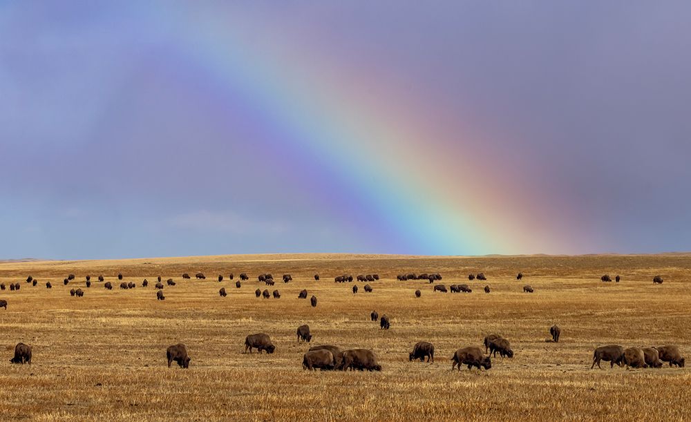 Rainbow over the Blackfeet Nation Bison herd near Browning-Montana-USA